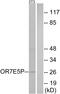 Olfactory receptor, family 7, subfamily E, member 5 pseudogene antibody, PA5-39705, Invitrogen Antibodies, Western Blot image 
