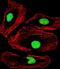 Methyl-CpG Binding Domain Protein 2 antibody, PA5-35233, Invitrogen Antibodies, Immunofluorescence image 