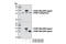 OTU Deubiquitinase, Ubiquitin Aldehyde Binding 1 antibody, 3783S, Cell Signaling Technology, Western Blot image 