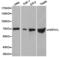 Heat Shock Protein Family A (Hsp70) Member 1 Like antibody, LS-C192798, Lifespan Biosciences, Western Blot image 