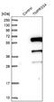 Transmembrane Serine Protease 4 antibody, NBP1-82608, Novus Biologicals, Western Blot image 