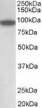 PPARG Coactivator 1 Alpha antibody, NB100-60955, Novus Biologicals, Western Blot image 