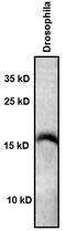 H3 Histone Family Member 3B antibody, 701269, Invitrogen Antibodies, Western Blot image 