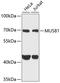 MUS81 Structure-Specific Endonuclease Subunit antibody, A00810, Boster Biological Technology, Western Blot image 