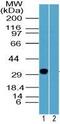 Rhox-2 antibody, PA5-23133, Invitrogen Antibodies, Western Blot image 