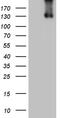 Integrin Subunit Alpha D antibody, M09283, Boster Biological Technology, Western Blot image 