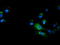 T-Complex 11 Like 2 antibody, TA501822, Origene, Immunofluorescence image 