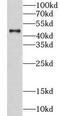 Lymphotoxin Beta Receptor antibody, FNab04887, FineTest, Western Blot image 