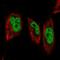 Glucocorticoid Modulatory Element Binding Protein 1 antibody, HPA044811, Atlas Antibodies, Immunofluorescence image 
