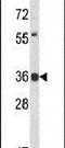 CLDN1 antibody, PA5-26733, Invitrogen Antibodies, Western Blot image 