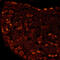 Purinergic Receptor P2X 3 antibody, A05861, Boster Biological Technology, Immunofluorescence image 