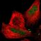 C1q And TNF Related 6 antibody, HPA002042, Atlas Antibodies, Immunofluorescence image 