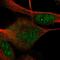 Dorsal Root Ganglia Homeobox antibody, HPA043978, Atlas Antibodies, Immunofluorescence image 