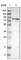 Ferric Chelate Reductase 1 antibody, HPA017883, Atlas Antibodies, Western Blot image 