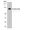 Enoyl-CoA Hydratase And 3-Hydroxyacyl CoA Dehydrogenase antibody, LS-C291914, Lifespan Biosciences, Western Blot image 