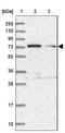 Tetratricopeptide Repeat Domain 12 antibody, NBP1-83693, Novus Biologicals, Western Blot image 