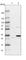 Glycerol-3-Phosphate Dehydrogenase 1 antibody, HPA044620, Atlas Antibodies, Western Blot image 