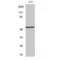 p53 antibody, LS-C380831, Lifespan Biosciences, Western Blot image 