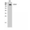 Prostaglandin F2 Receptor Inhibitor antibody, LS-C387720, Lifespan Biosciences, Western Blot image 