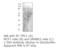 Two pore calcium channel protein 1 antibody, MBS540423, MyBioSource, Western Blot image 