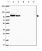 Striatin 4 antibody, HPA056706, Atlas Antibodies, Western Blot image 