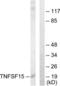 TNF Superfamily Member 15 antibody, LS-C118727, Lifespan Biosciences, Western Blot image 