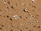 Mitochondrial Ribosomal Protein L39 antibody, CSB-PA795924, Cusabio, Immunohistochemistry paraffin image 