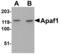 Apoptotic Peptidase Activating Factor 1 antibody, 2412, QED Bioscience, Western Blot image 