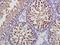 Fpr3 antibody, orb312240, Biorbyt, Immunohistochemistry paraffin image 