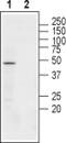 Cholinergic Receptor Nicotinic Beta 3 Subunit antibody, PA5-77509, Invitrogen Antibodies, Western Blot image 