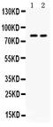 Zona Pellucida Glycoprotein 2 antibody, PB9912, Boster Biological Technology, Western Blot image 