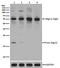Autophagy Related 12 antibody, M00820-2, Boster Biological Technology, Western Blot image 