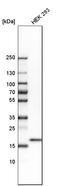 Fas apoptotic inhibitory molecule 1 antibody, HPA052209, Atlas Antibodies, Western Blot image 