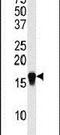 Small Ubiquitin Like Modifier 4 antibody, PA5-11362, Invitrogen Antibodies, Western Blot image 