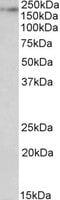 Kalirin RhoGEF Kinase antibody, MBS420418, MyBioSource, Western Blot image 