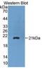 Proline Dehydrogenase 1 antibody, LS-C374650, Lifespan Biosciences, Western Blot image 