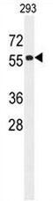 Coiled-Coil Domain Containing 85C antibody, AP50751PU-N, Origene, Western Blot image 