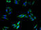 Transmembrane protein 140 antibody, A63584-100, Epigentek, Immunofluorescence image 