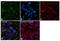 Glycine Decarboxylase antibody, PA5-22102, Invitrogen Antibodies, Immunofluorescence image 