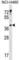 Ubiquitin Conjugating Enzyme E2 U antibody, abx028990, Abbexa, Western Blot image 