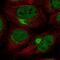 Zinc Finger Protein 131 antibody, NBP2-57688, Novus Biologicals, Immunofluorescence image 