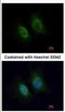 Keratin-5 antibody, NBP2-17038, Novus Biologicals, Immunofluorescence image 
