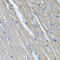 TNF Alpha Induced Protein 6 antibody, 22-206, ProSci, Immunohistochemistry frozen image 