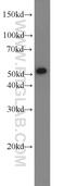 Lipopolysaccharide Binding Protein antibody, 23559-1-AP, Proteintech Group, Western Blot image 