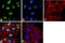 Histone Cluster 4 H4 antibody, 720087, Invitrogen Antibodies, Immunofluorescence image 