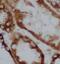 RGD-CAP antibody, FNab08642, FineTest, Immunohistochemistry frozen image 