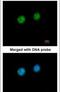 Fibrillarin antibody, PA5-29801, Invitrogen Antibodies, Immunofluorescence image 