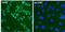 Estrogen Receptor 1 antibody, PA1-308, Invitrogen Antibodies, Immunofluorescence image 