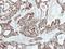 Adenylate Kinase 2 antibody, NBP1-33160, Novus Biologicals, Immunohistochemistry frozen image 