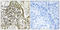 Ras Association Domain Family Member 7 antibody, LS-C199520, Lifespan Biosciences, Immunohistochemistry paraffin image 